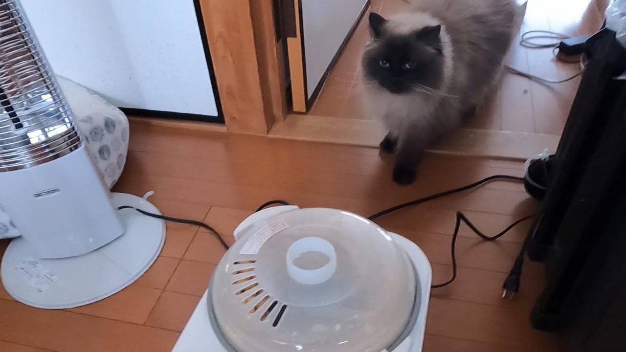 味噌づくり第２弾！！NEW機械にビックリしているニャンコたちです　#グリンとグランの陽だまり日記　#猫