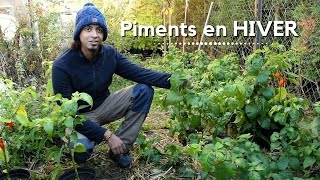 HIVERNAGE des PIMENTS | Sauver son plant de piment l'hiver