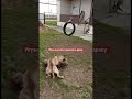 Питбули Мать и сын не поделили покрышку #pitbull #dog