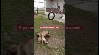 Питбули Мать и сын не поделили покрышку #pitbull #dog