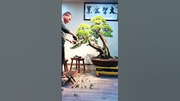 Hoàn thiện cây Tùng song thụ #bonsaitutorial