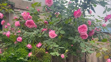 Northern Rose is nog steeds ware liefde