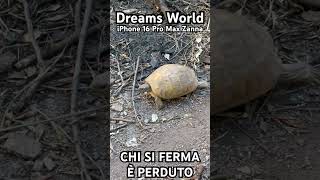 Chi si ferma è perduto #turtle #garden #love #sweet #animals #wow #peace #quiet #place #running #my