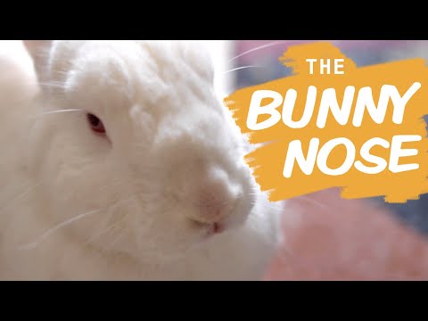 Video: Tại sao mũi của Bunnies Twitch?