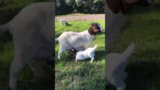 Boer Ibiam  #boergoat #farmanimals #boergoats #boer #goats