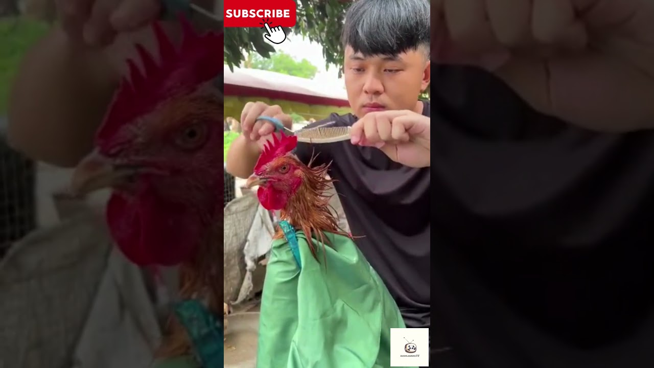 Feathered Freshness | When the Rooster Rocks a Stylish Haircut! 💇‍♂️🐓 #culturalclash