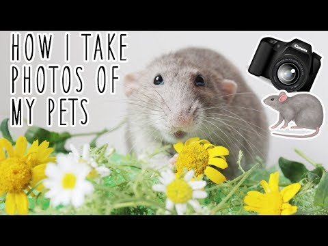 HOW TO TAKE PHOTOS OF YOUR PETS | Easy Tutorial ????????