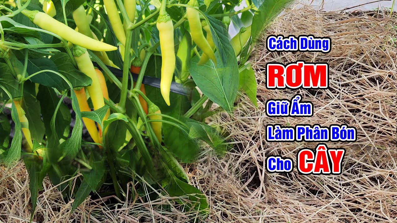 Cách dùng rơm làm phân bón cho cây - YouTube