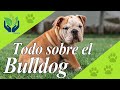 Bulldog: conoce a esta increíble Raza