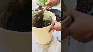 DIY Planter from Old Bucket 🌿 | Easy Money Plant Repotting Guide #garden