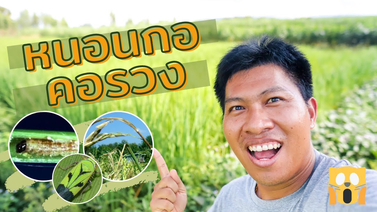 วิธีกำจัดหนอนกอข้าว และโรคไหม้คอรวง 🐛🌾