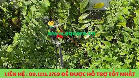 Thi công hệ thống tưới sân vườn tự động tại Bà Rịa - Vũng Tàu #shorts