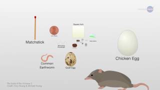 Science Casts : Quantum Foam