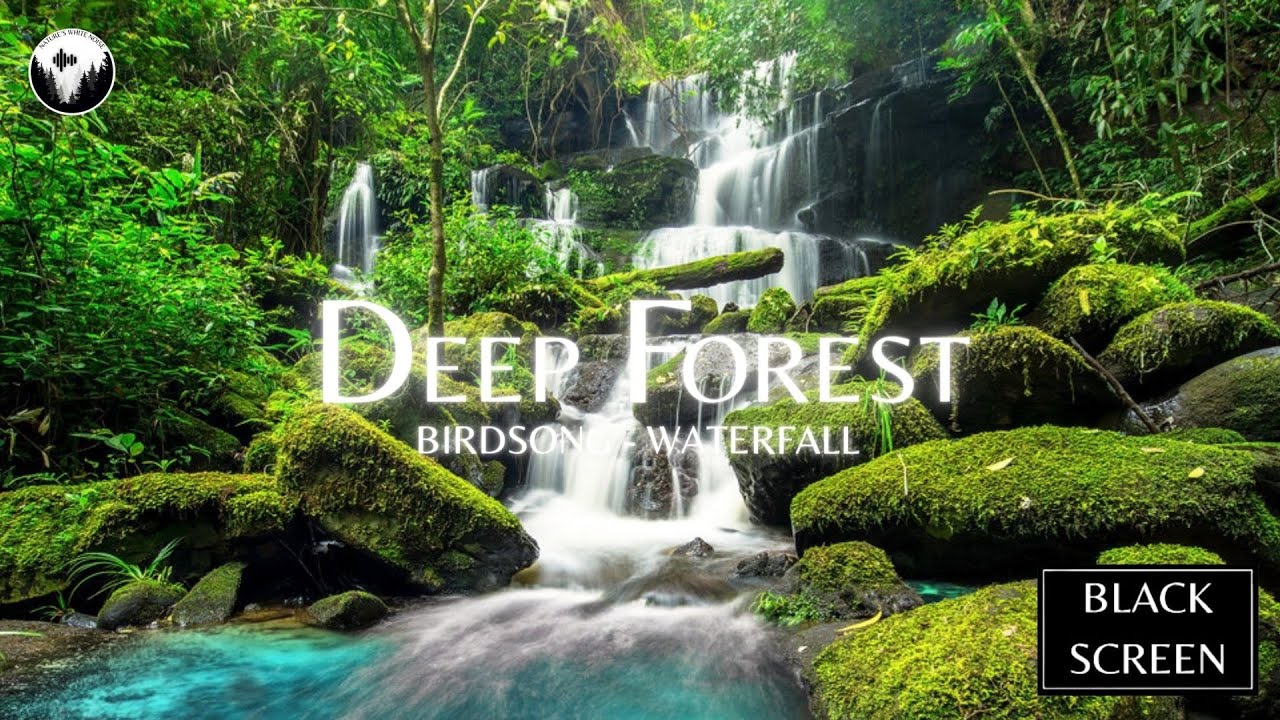 Forest Sounds and Bird Singing | Relaxing Nature Sounds (No Ads) | 10 ...