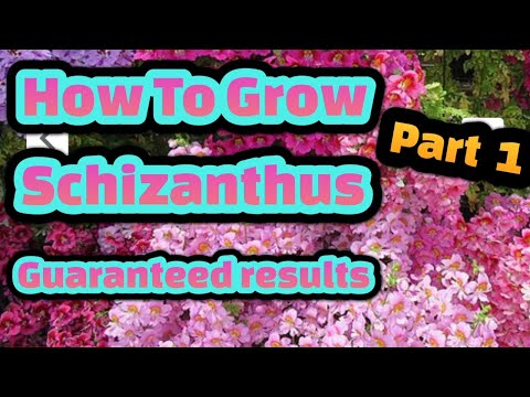 Video: How to grow Schizanthus from seeds at home