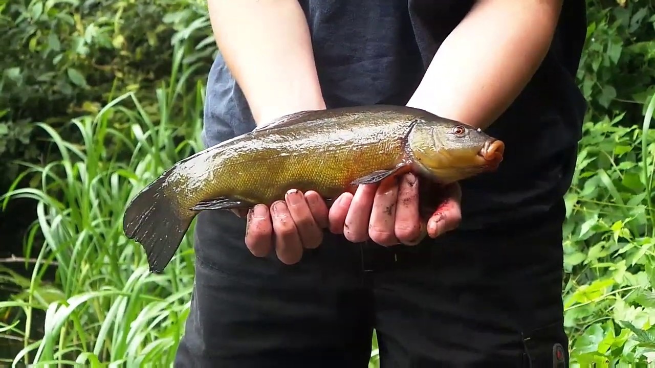 Feedern an der Stör.(4 Teil) 24 Stunden Angeln an der Kleinen Tonkuhle.