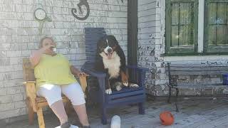 Max our Bernese Mountain Dog is nervous while the pool fills