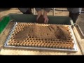 チェーンポット土詰、播種４点セット（展開板方式）でネギを播種【便利そうな農機具、農園資材使ってみた。】