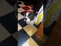 un pequeño video de el perro otto