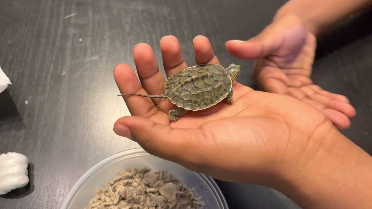 New Baby Turtle In Fish room