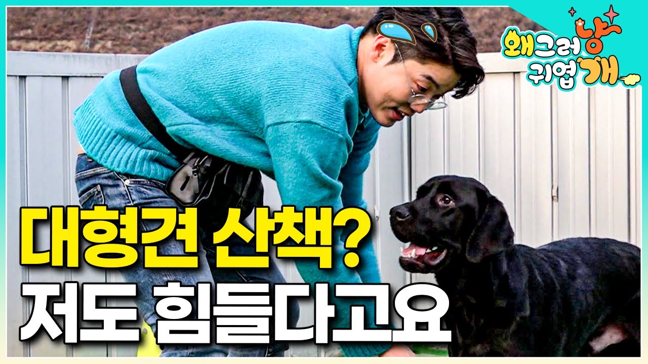 설채현의 반려견 솔루션🐶  "설쌤도 감당할 수 없는 체력!" 40kg 육중한 바디를 가진 대형견은 아직 자신이 아기라고 생각하는데...