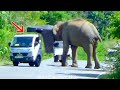 Shocking surprise elephant attack lorry on the forest rode