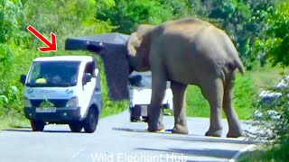 Shocking Surprise Elephant Attack Lorry On The Forest Rode