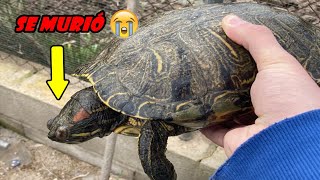 The 5 dumb mistakes that will make your turtle die!!