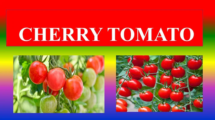 CHERRY TOMATO - HEALTH BENEFITS AND NUTRIENT  FACTS