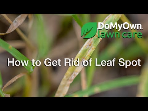 Video: Nap Alternaria Leaf Spot Control: Ce cauzează Alternaria Leaf Spot la napi