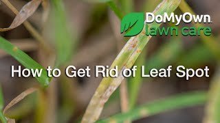 How to Get Rid of Leaf Spot