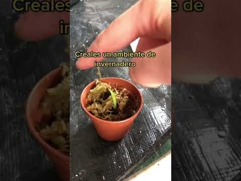 Video: ¿Puedes cultivar nerines a partir de semillas?