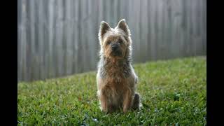 Are silky terriers good pets? #silkyterrier #silky #dog #terrier #pet #animals