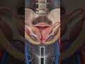 #digestivesystem #animation #digestiveprocess #digestiveenzymes #humananatomy #facts