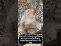 a Swedish king died after being hit by a flying poop from a monkey