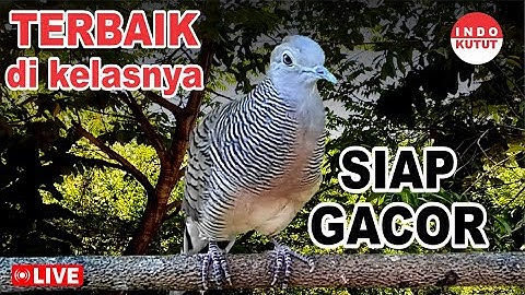 Perkutut Lokal Gacor di alam bebas iramanya BIKIN CEPAT NYAUT SEMUA