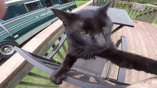 Magic needs a home part 2  he's a Sweet Older Male Black Cat with Green Eye's, can anyone help him ? by Wasserman Gigi Batboy and Not The Mama 67 views 4 years ago 2 minutes, 29 seconds