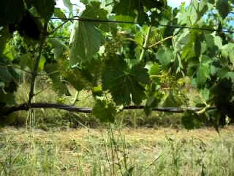 spur v cane pruning Shiraz