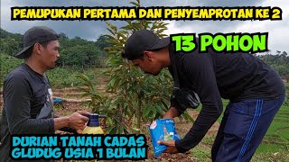 PEMUPUKAN PERTAMA DAN PENYEMPROTAN KE 2⃣‼ KEBUN DURIAN TANAH CADAS GLUDUG USIA 1⃣ BULAN ✅