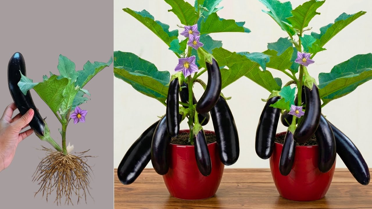 Unique Technique Grafting eggplant With Aloe Vera Gets Amazing Fruit, growing eggplant from cutting