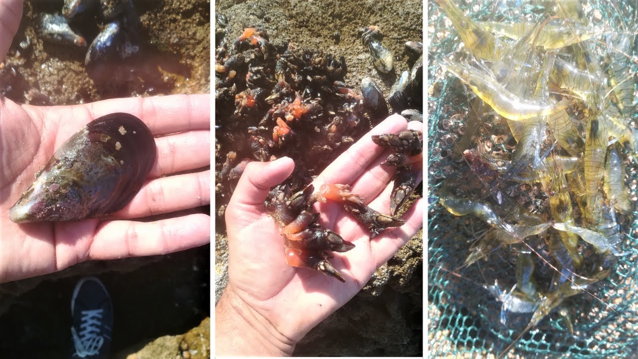 Улов моллюсков, гусиные ракушки, мидии, креветки