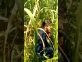 bajre ke khet mein | प्यार का नाम दे दे पकड़ा गया  pura viral ho raha hai video ladki ka