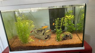 How to setup your aquarium (gravel, substrate, filter, heater and water) DIY