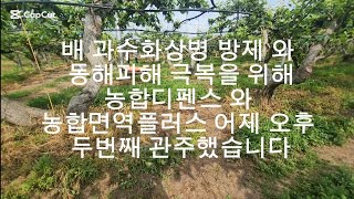 #배과수화상병방제와동해피해극복을위해농합디펜스와농합면역플러스어제오후관주 #250608일충남천안서북성환 #가조농약종묘사 #상담01072582666 #어제주입관주2회째사용 #배도장지변화