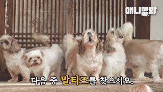 (※시츄 입덕 주의) 동네 고양이들이 밥을 뺏어먹자 시츄가 한 행동ㅣShih Tzus That Yield T…