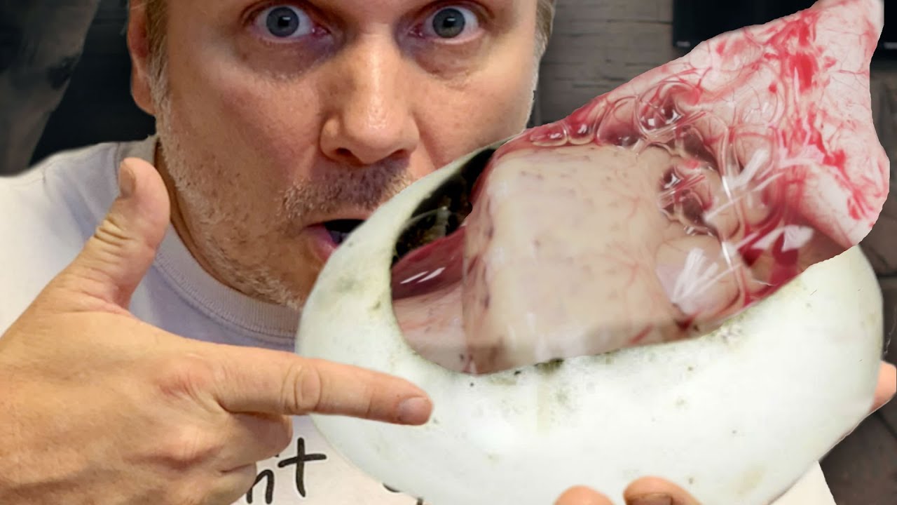 vlogs in spanish CUTTING A COOL CLUTCH OF SNAKE EGGS!! GREAT NEWS ON MY GIANT LIZARD!! | BRIAN BARCZYK