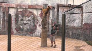Fast Amur Tiger Standing 8 Feet Tall Drink Milk Climb 10 Feet Swim