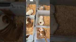 #beaglecrew #bulldog #puppy #babyanimal #pets #petsempire #babydog #pug