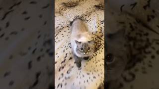 😱 The cat Melissa lunged at me unexpectedly. Кошка Мелисса неожиданно набросилась #shorts #cat