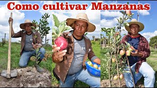 Técnica Cultuvo de Manzana/Variedad Ana